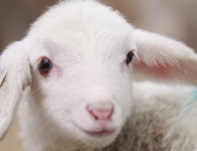 Cute lamb