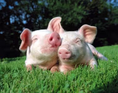 Cute pigs