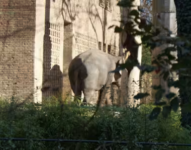 Elephants in Berlin!