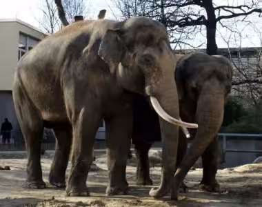 Berlin zoo
