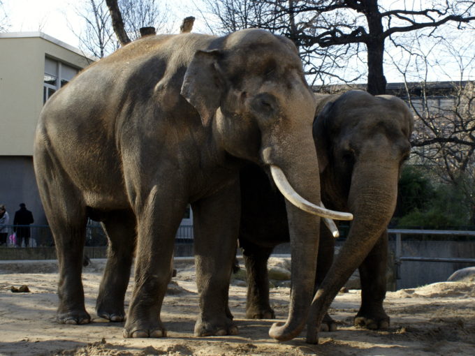 Elephant at Berlin Zoo