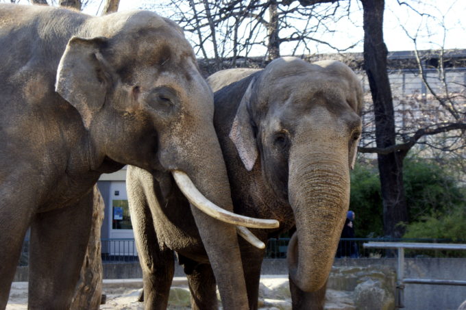 Elephant at Berlin Zoo