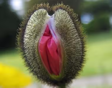 Venus flytrap flowering