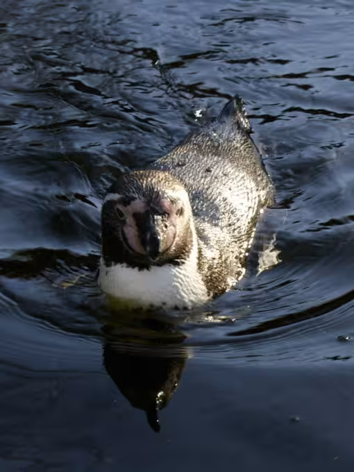 Penguin at Berlin zoo