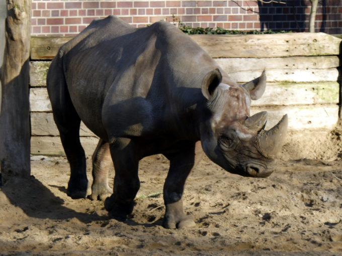 Rhinoceros at Berlin zoo