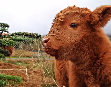 A cow