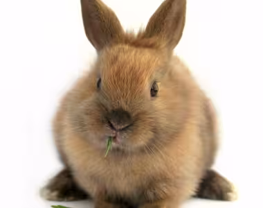 Ze wabbit