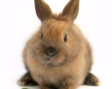 Ze wabbit