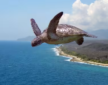 Flying turtle