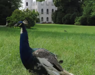 Peacock central!
