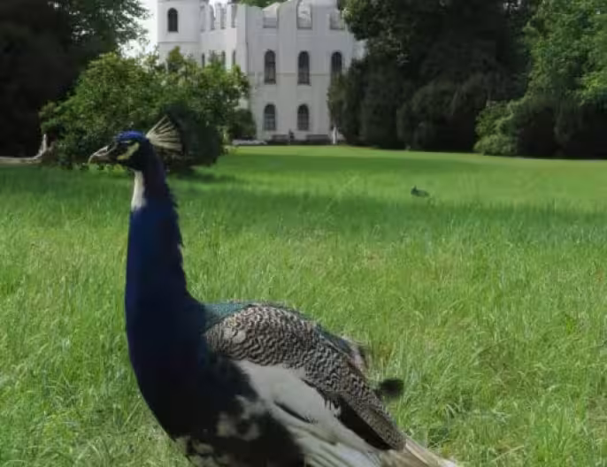 Peacock central!