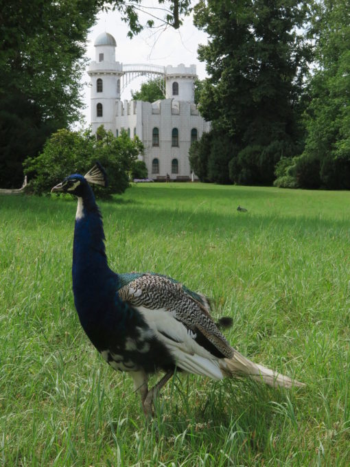 Peacock in front of castle