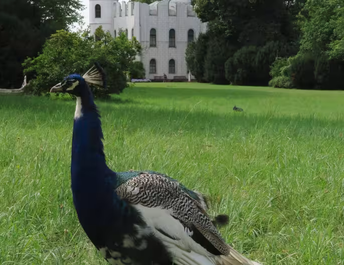 Peacock central!