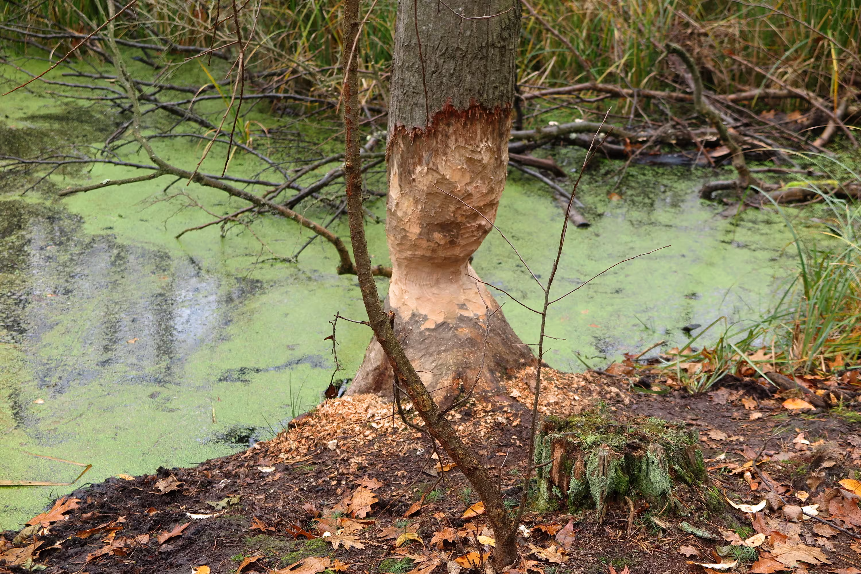 Beaver tree