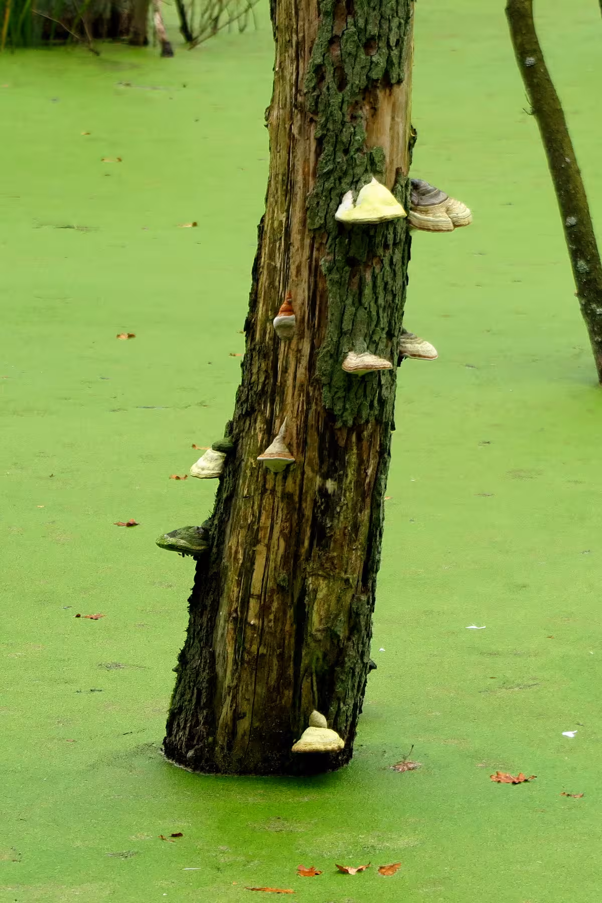 Tree mushrooms in a swamp