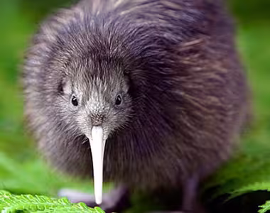 Dot Kiwi is born
