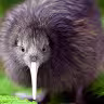 Dot Kiwi is born