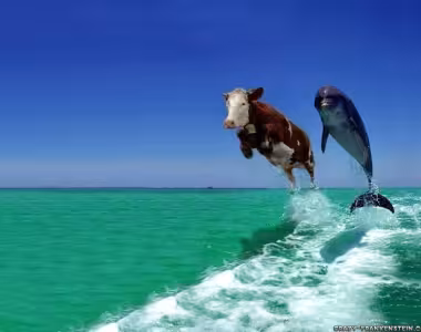 Flying cow