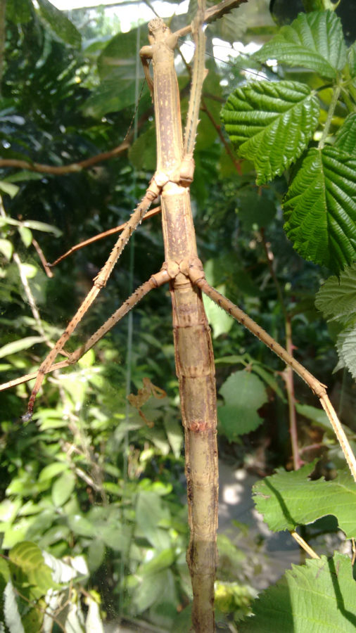 stick-insect-1