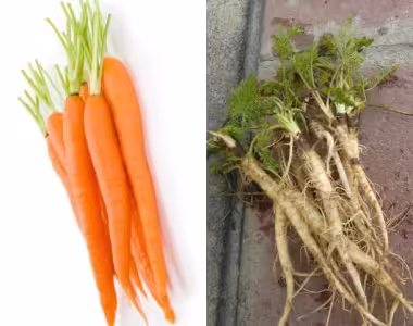 Carrots
