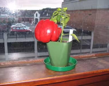 Capsicum