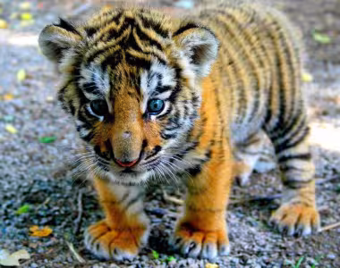 Cuteness overload! Baby tiger.