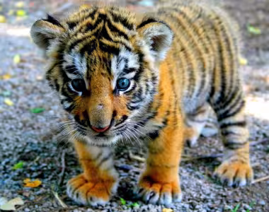 Cuteness overload! Baby tiger.