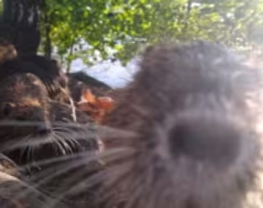 Muskrats