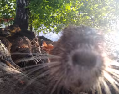 Muskrats