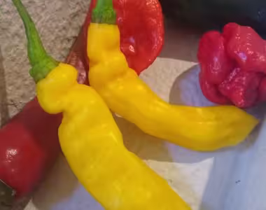 Chilli shop
