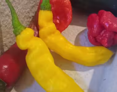Chilli shop