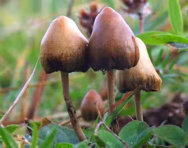 Miraculix psilocybin test kit