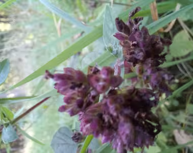 Foraging in Brandenburg