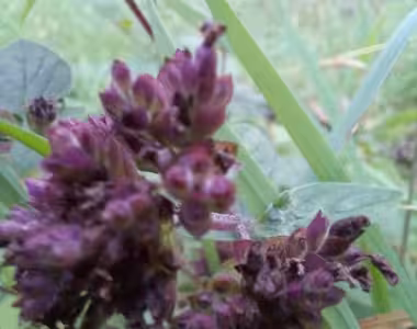 Foraging in Brandenburg