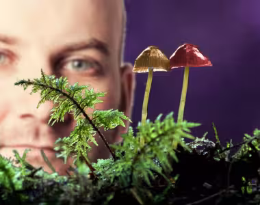 Mushrooms