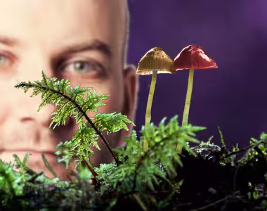 Mushrooms