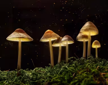 Shroomiversary