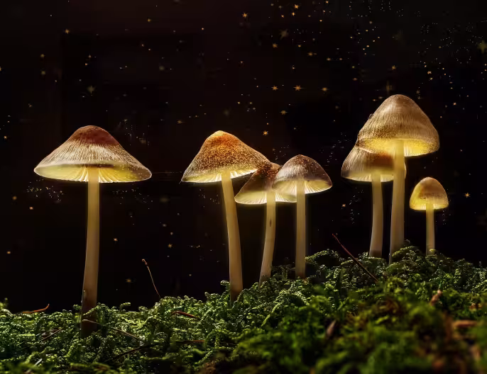 Shroomiversary