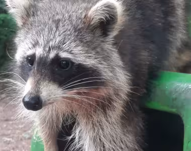 Raccoon
