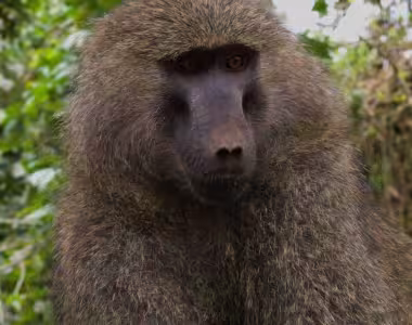 Baboons