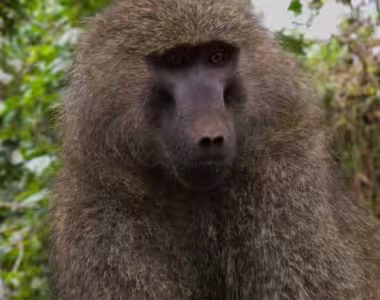 Baboons