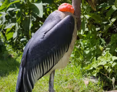 Camp bird