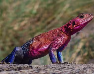Chameleon