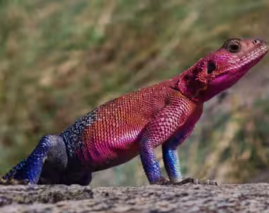 Chameleon