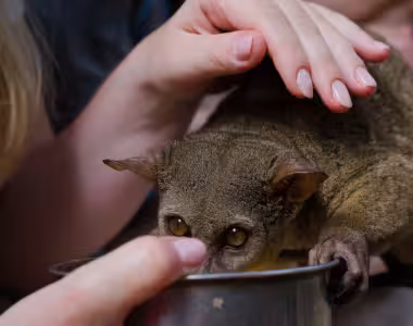 Bushbaby's