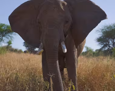 Elephants in Tarangire national park