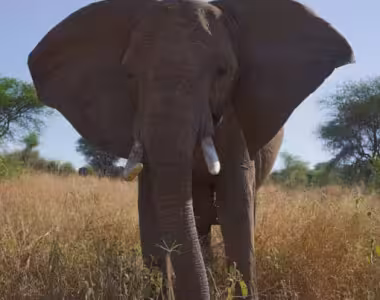 Elephants in Tarangire national park