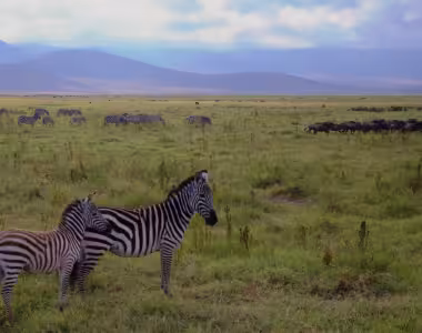 Zebras in Ngorongoro Conservation Area