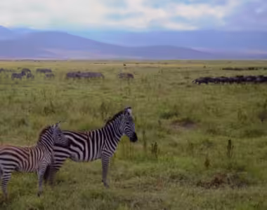 Zebras in Ngorongoro Conservation Area