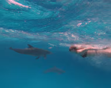 Swimming with dolphins
